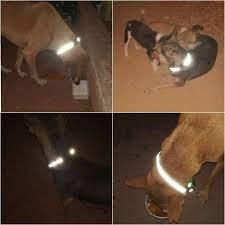 Reflective Collar for Stray dogs